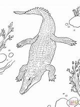 Crocodile Coloring Pages Nile Baby River Realistic Sheet Printable Alligator Template Related Popular Coloringhome Categories sketch template