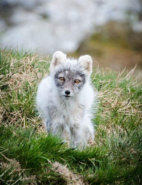 arctic foxes   swedish mountain turned blue    good