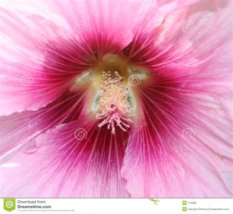 flower stock photography image