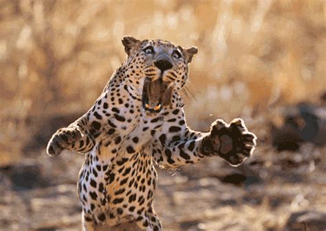 3d Postcard Lenticular Leopard Pouncing On Prey Mouth