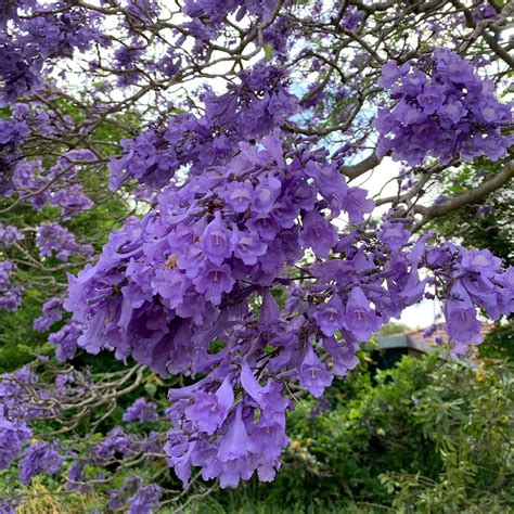 jacaranda tree  purple flowers ubicaciondepersonascdmxgobmx