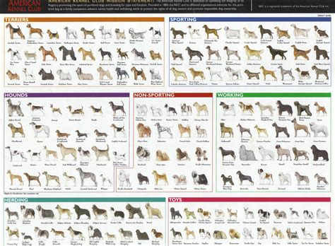 breeds   animals  amazing charts earthly mission