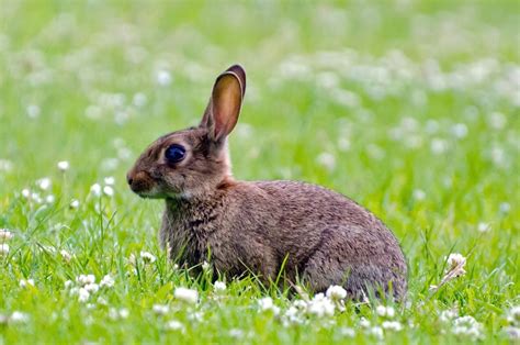 kaninchen saeugetier gruen kostenloses foto auf pixabay