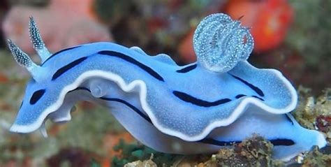 Sea Slugs More Beautiful Than A Land Slug Do You Agree
