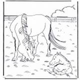 Fohlen Colorare Ausmalbilder Pferde Paarden Poulain Cheval Ausmalen Pferd Hester Malesider Cavalli Dyr Dieren Caballo Animais Foal Dyre Coloriages Animaux sketch template