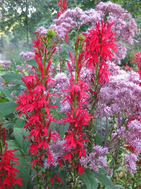 rotary botanical gardens hort blog classic cardinal flower