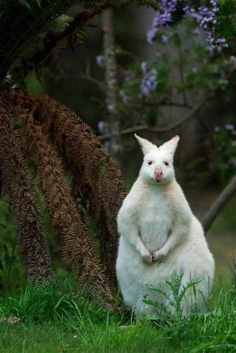 17 best images about beautiful kangaroos and wallaby s on pinterest trees a tree and australia