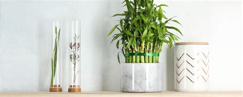 lucky bamboo care guide growing tips facts proflowers blog