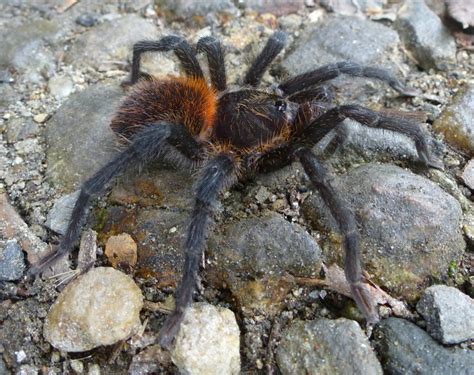 Don’t Get On The Wrong Side Of This New Tarantula The New York Times