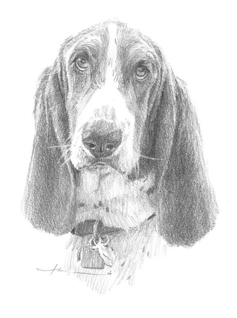 basset hound pencil portrait drawing  mike theuer