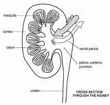 Kidney Section Diagram Cross Patient Useful Yes Did Information Find I40 sketch template