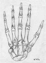 Skeleton Hand Drawing Hands Drawings Tattoo Skull Drawn Bones Skeletal Tattoos Bone Structure Body Deviantart Reference Draw Human Anatomy Sketches sketch template
