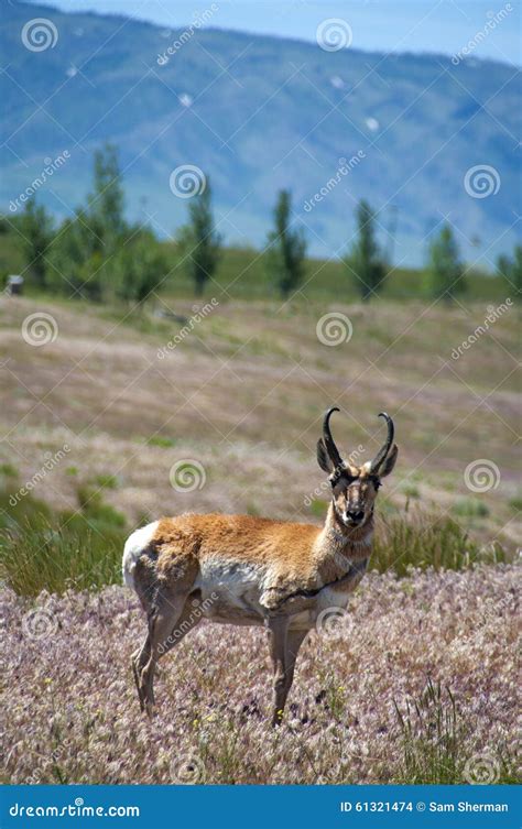 antelope buck stock photo image  horns colorado hunter