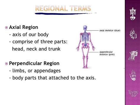 introduction  human anatomy