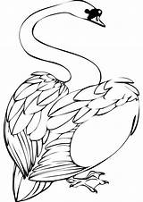 Coloring Swan Pages Swans Print Cute Animals Please Handout Below Click Popular Results Coloringpages Benscoloringpages sketch template