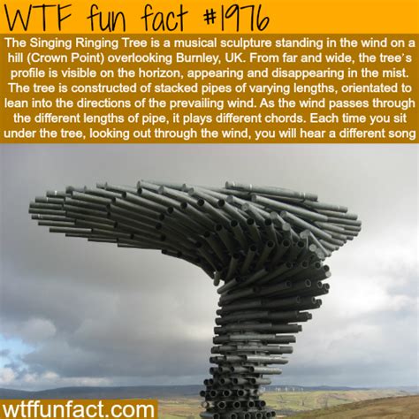Wtf Facts Funny Interesting On Imgfave Wtf Fun Facts