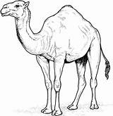 Kamel Ausmalbild Arabisches Camel Camels sketch template