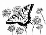 Butterfly Coloring Swallowtail Pages Printable Adult Adults Printables Flowers Sea Animals Today Reference Samanthasbell Drawings sketch template