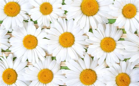 daisy wallpapers wallpaper cave