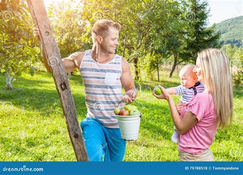 young family picking apples   apple tree stock photo image  happy healthy