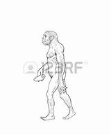 Erectus Drawing Homo Evolution Human Getdrawings sketch template