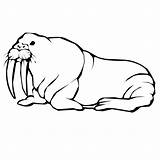 Walrus Coloring Pages Color Animals Designlooter Print Printable 56kb 600px sketch template