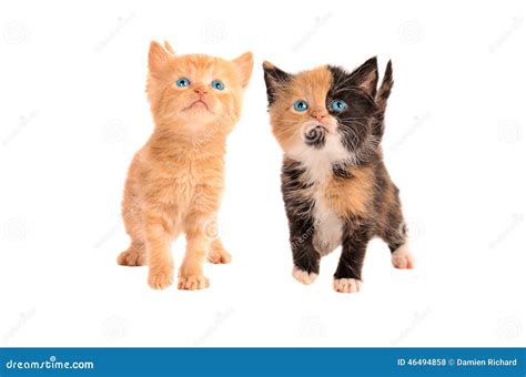 calico  orange tabby kitten stock photo image  whiskers kitty