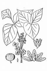 Ivy Leaf Drawing Radicans Toxicodendron Getdrawings sketch template