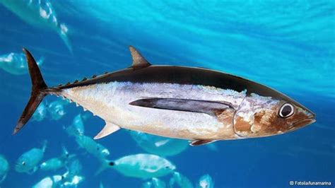cempaka maritime marine  fisheries japan  halve bluefin tuna catch