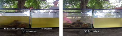 water cleaning capacity  oysters   extra income
