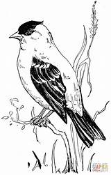 Goldfinch Coloring Pages American Colouring Bird Printable Supercoloring Finch Drawing Kids Drawings Books Patterns Clipart Silhouettes Categories sketch template