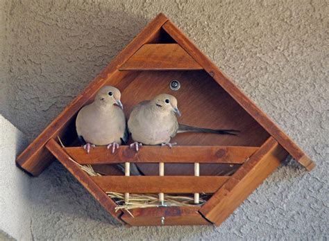 bird house kits  great bird houses   bird house kits dove house bird house