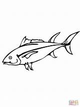 Tuna Coloring Yellowfin Pages Pacific Fish Bluefin Drawing Salmon Color Kids Drawings Getdrawings 1000px 38kb sketch template