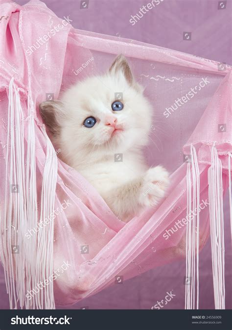 Pink Kitten Hammock Japanese Lesbian