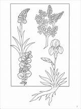 Herb sketch template