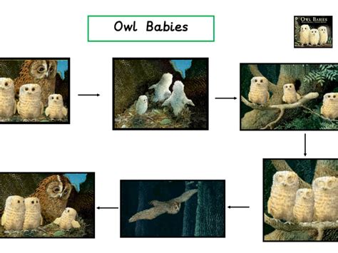 owl babies story map teaching resources