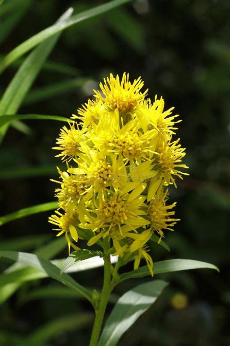yellow goldenrod stock photo image  wild weed plant