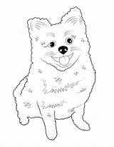 Pages Pomeranian sketch template