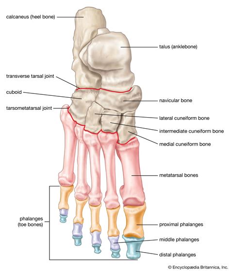 toe anatomy bone