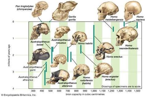 human evolution increasing brain size ser humano