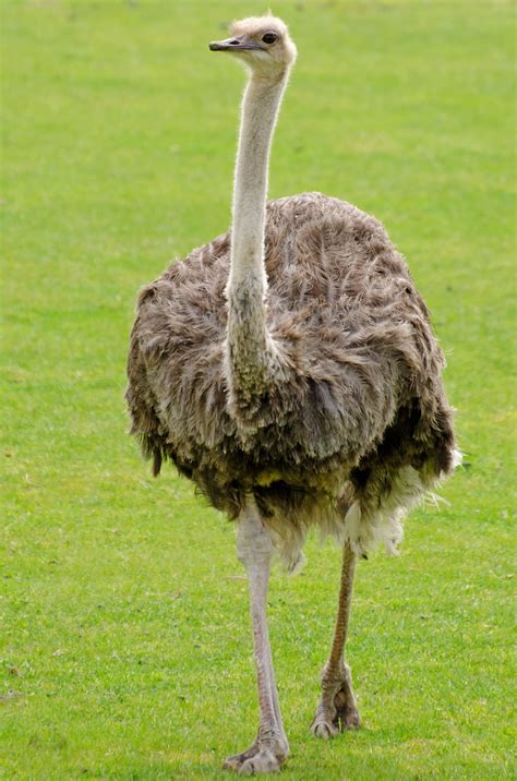 emu  stock photo public domain pictures