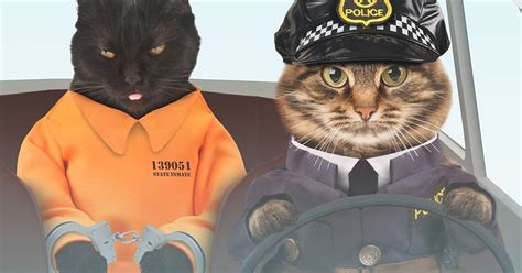police cat on way after michigan department exceeds twitter challenge