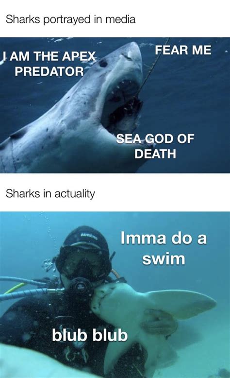 Sharks Are Kinda Cute Memes