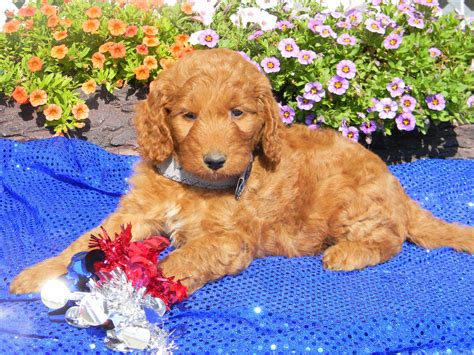 goldendoodle puppies  sale leo cedarville