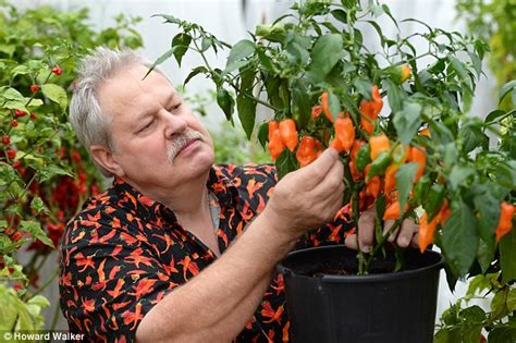 exports of chillies double thanks to can do attitude of british farmers daily mail online