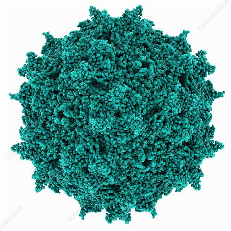 Adeno Associated Virus Capsid Molecule Stock Image C035 5884