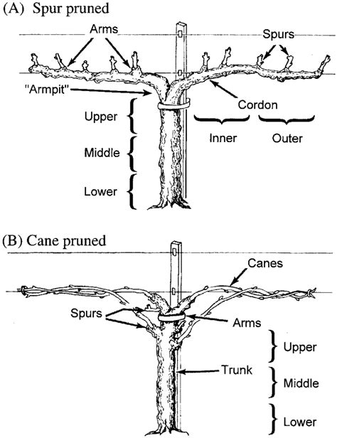 typical grape vines showing segments   absolute samples  spur  scientific