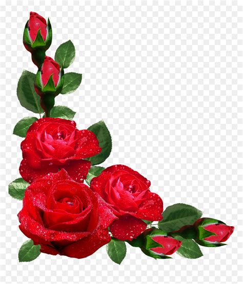 red roses border png border design  flowers transparent png vhv