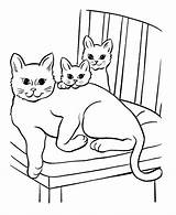 Coloring Cats Pages Popular sketch template