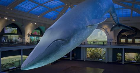 color   blue whale video amnh